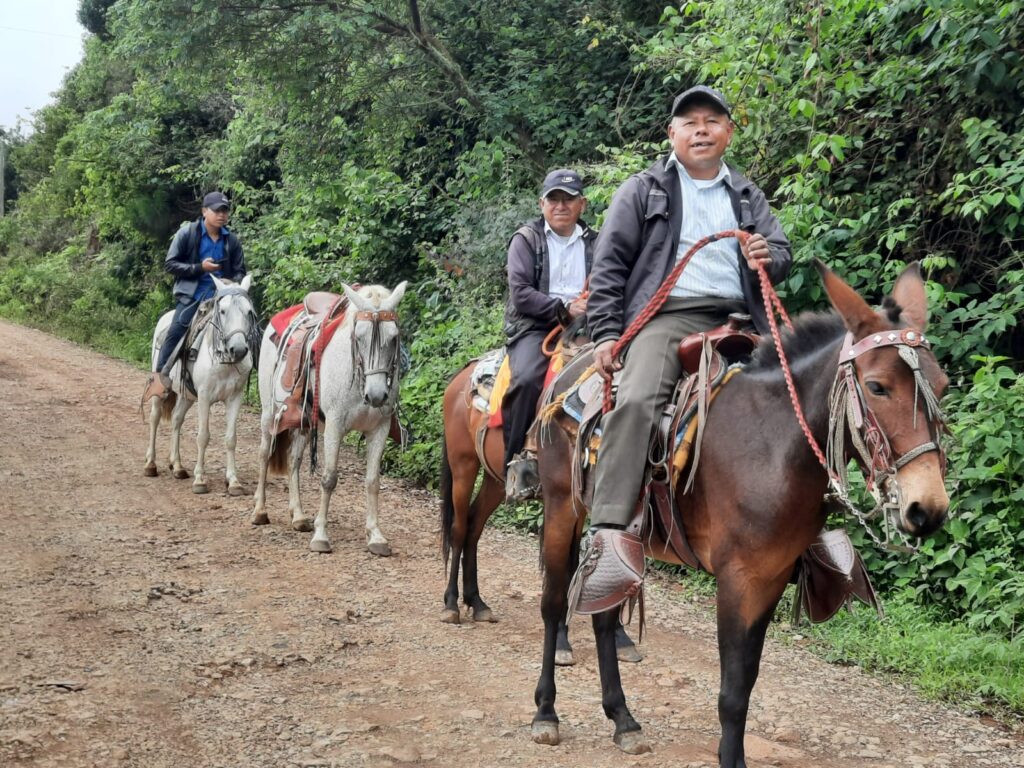 3 guys and mules